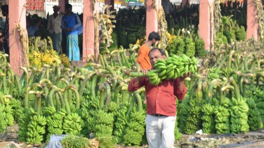  A man carries bananas for Chhath Puja, in Dhanbad.