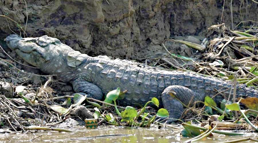 The crocodile on the bank of the Bhagirathi in Purba Bardhaman district on Monday.
