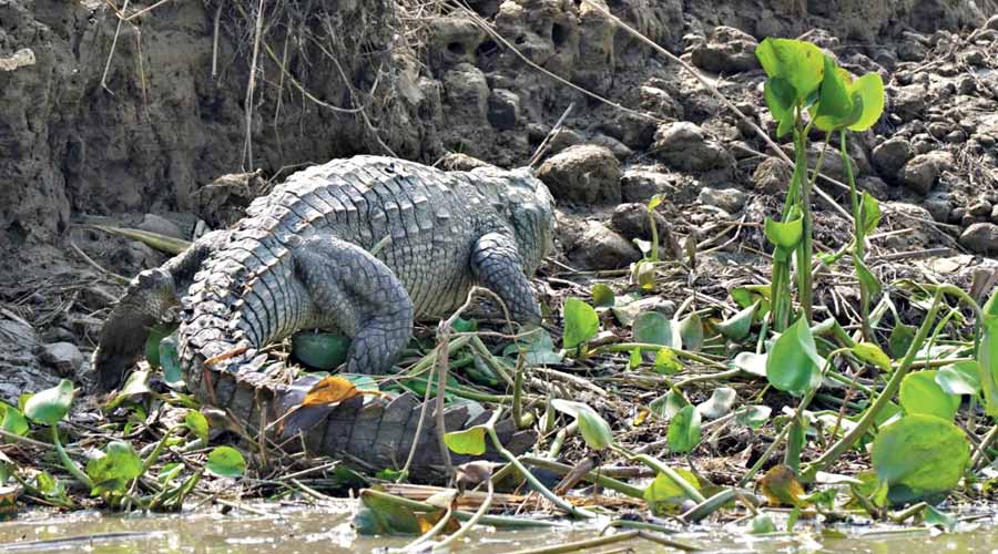 The crocodile on the bank of the Bhagirathi in Purba Bardhaman on Monday.