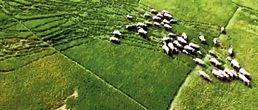 An aerial view of the damage caused to paddy fields by the elephants in East Burdwan’s Ausgram on Friday. 