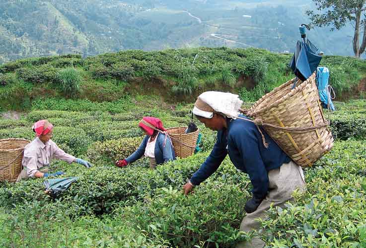 tea leaf plucking | Tea Board of India lists dates for tea leaf ...