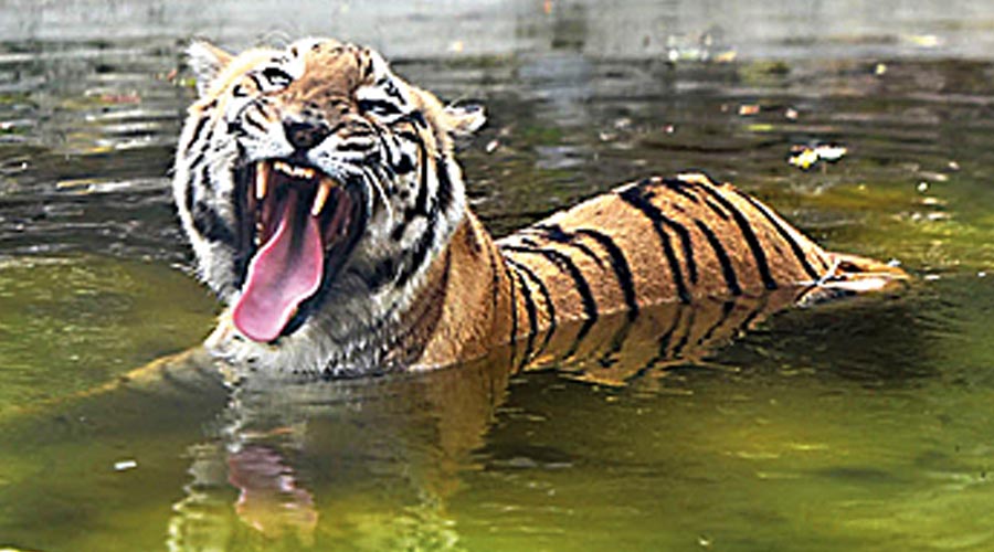 Royal Bengal Tiger- Calcutta Zoological Gardens, Alipore