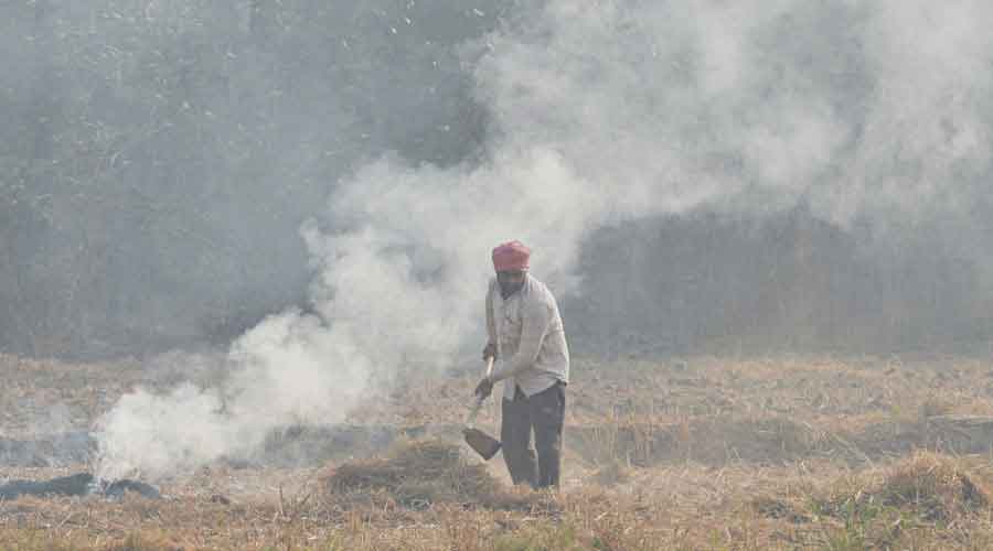 A farmer burns paddy stubble in a field.