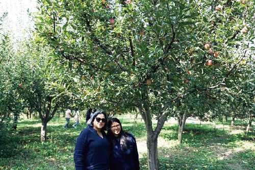 Fruit-laden trees in the apple orchards on the way to Pahalgam 