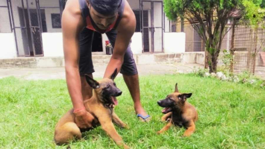 A handler with the two Belgian Malinois puppies at RPF kennel at Kitadih in Tatanagar.