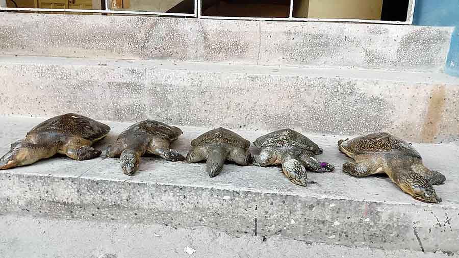 Some of the Indian peacock softshelled turtles found dead at Sagardighi, the largest water body in Cooch Behar, on Wednesday. 