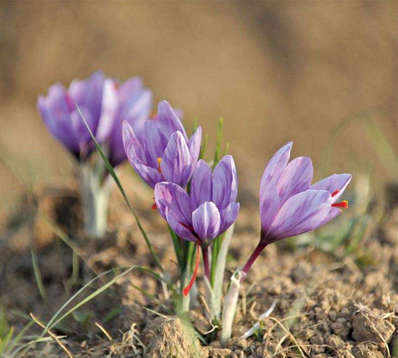 Saffron flowers that yield this unique ingredient in full bloom