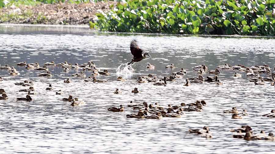 250 birds spotted in a day at Santragachhi Jheel