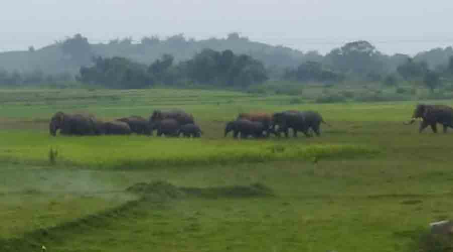 A herd of elephants in the Chandil forest range on Sunday 