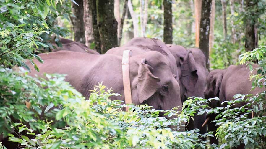 An elephant with a radio collar roams in a forest in North Bengal.