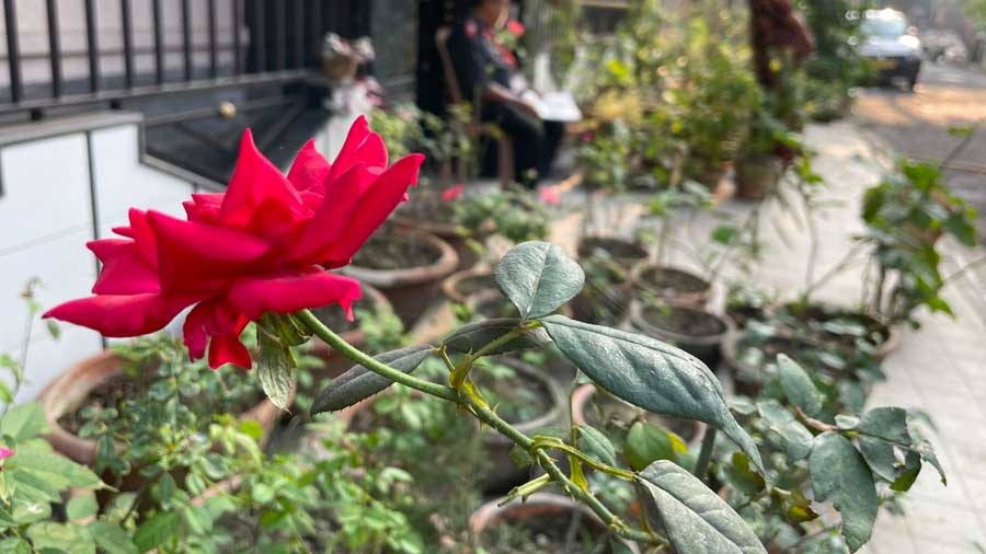 Raising roses by the roadside