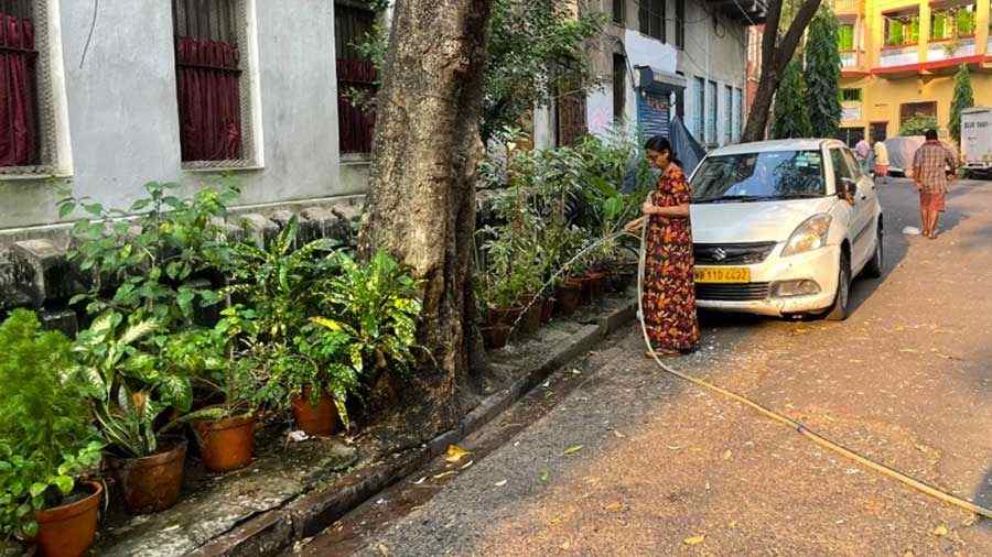 Debjani Ganguly waters the plants. ‘The number of pots that one has to attend to for health and water needs is more than 250,’ she says