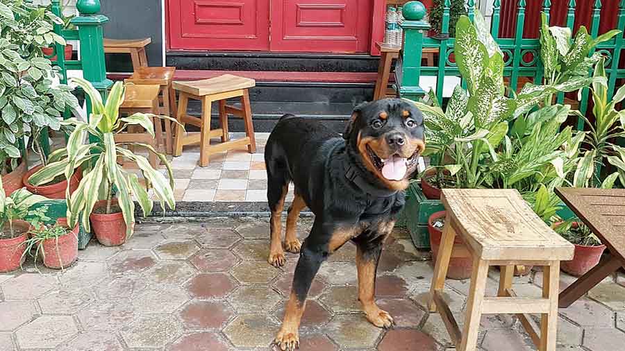 A Rottweiler relaxes at the open-air section of The Melbourne Cafe near City Centre.