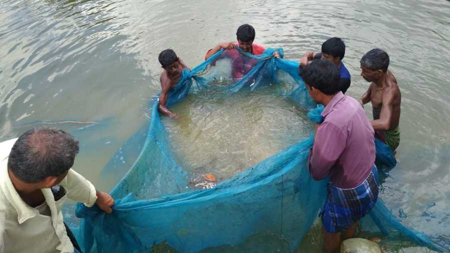 Villagers catch fish from a pond in Hirapur