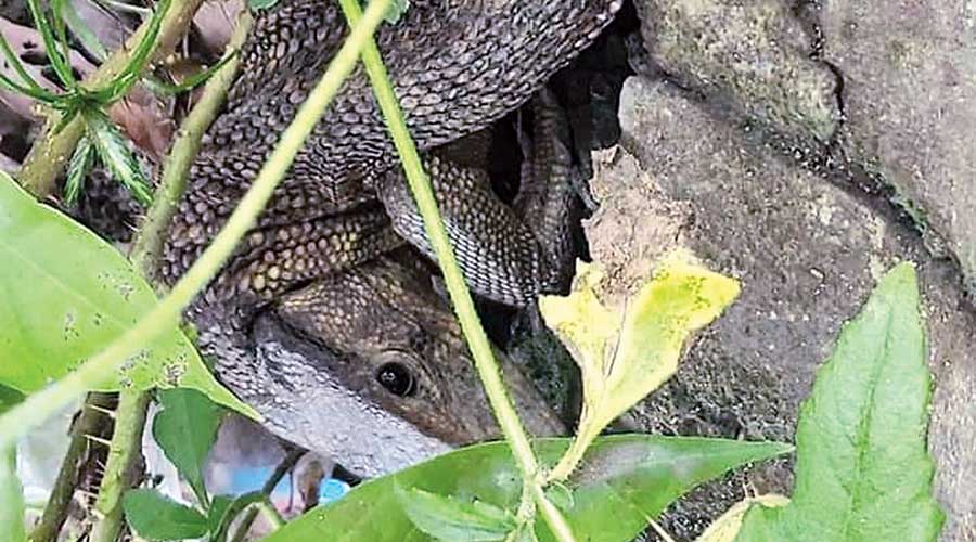 The monitor lizard that  was rescued on Monday