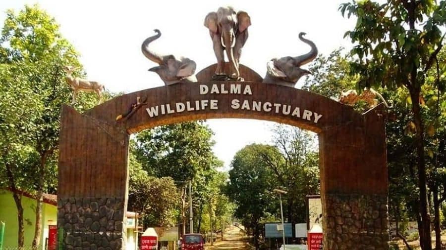 Dalma wildlife sanctuary. 