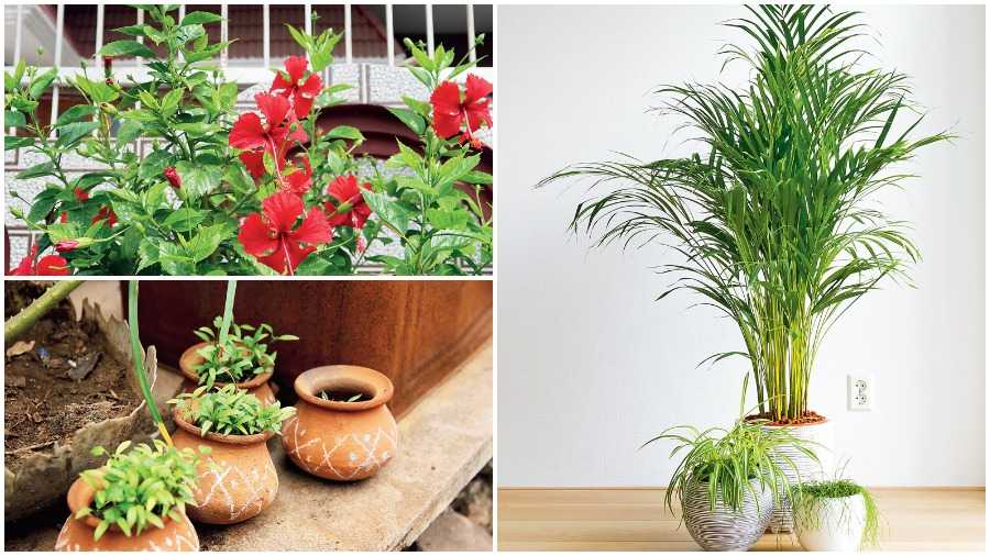 (Clockwise from top left) The red hibiscus is a great addition to the home for the Puja days, Areca palm at home in quirky planters, Earthen or ceramic pots with plants add variety to the decor at home. Add some alpana for more festivity