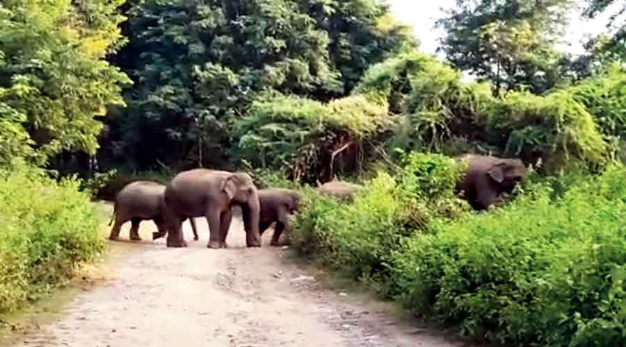 The elephant herd in Nawada district of Bihar.
