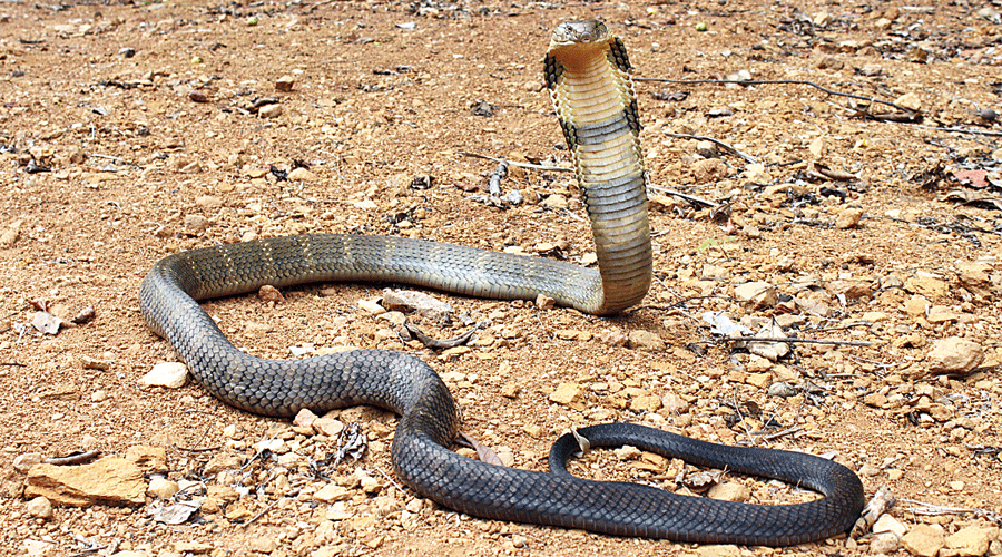 cobra - King cobra set to be sorted into four distinct species - Telegraph  India