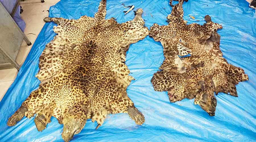 The leopard skins found in Creek Row.