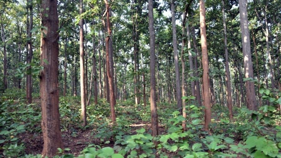 The Saranda forest in West Singhbhum. 