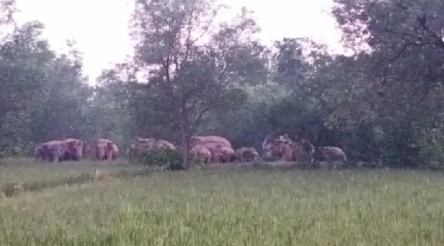 Elephant herd in Chakulia on Friday. 