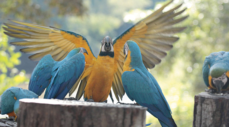 Hyacinth macaws