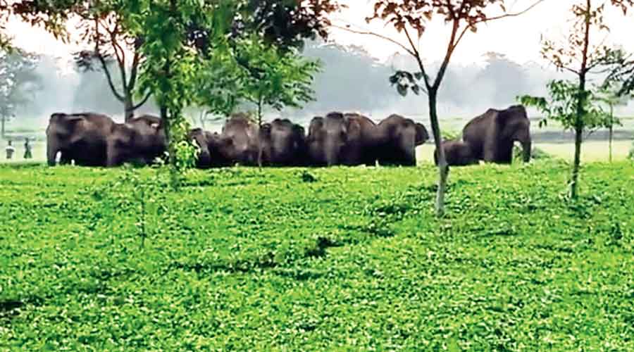 Wild elephants get stranded in the Teshimla and Kumlai area of Malbazar block of Jalpaiguri on Sunday morning. 