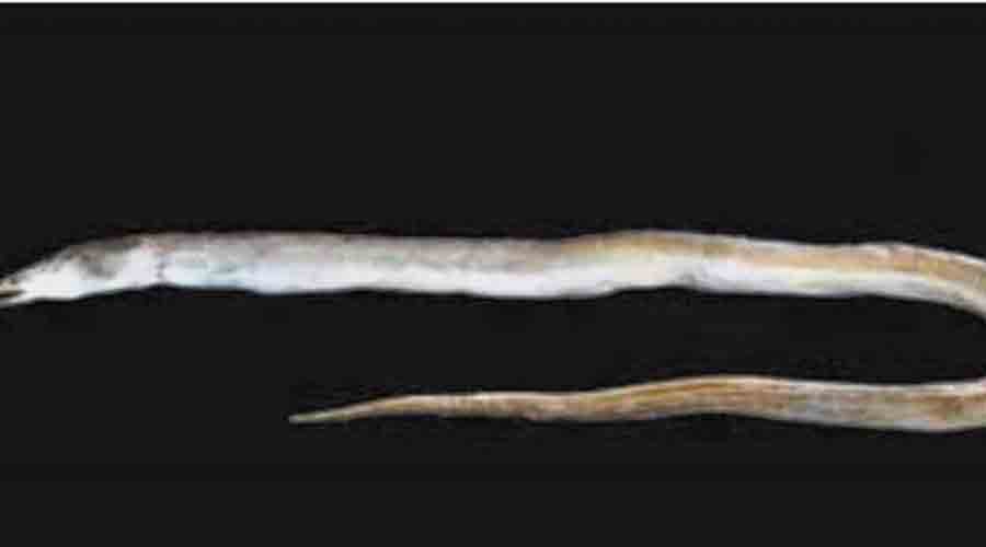 Ophichthus kailashchandrai, a new marine species that was collected from Shankarpur fishing harbour