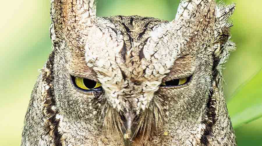 The Eurasian Scops Owl that was spotted in New Town on Wednesday.