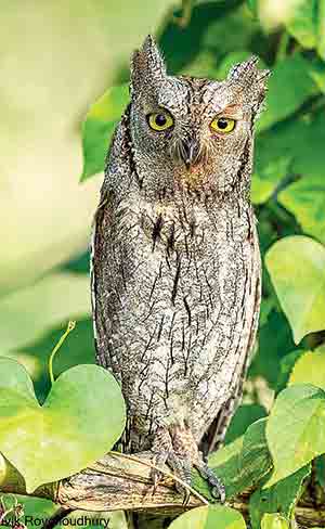 It was sitting on a branch of a tree bordering a water body behind the Bengal Silicon Valley, less than 700m from Eco Park, off the Major Arterial Road.