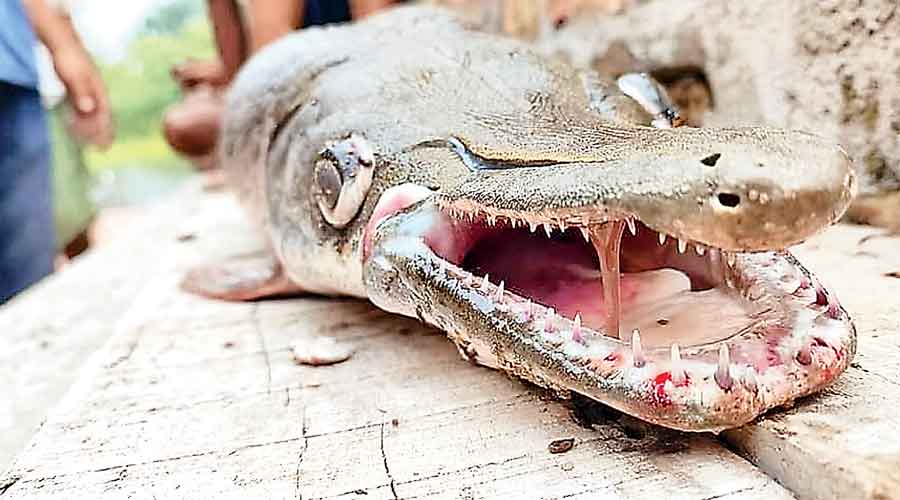 The alligator gar fish at Diamond Harbour in South  24-Parganas on Thursday.
