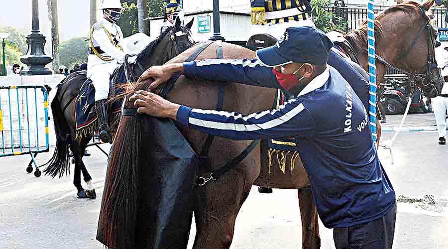 A diaper being tied to a horse near the Victoria Memorial  Hall on Friday. 