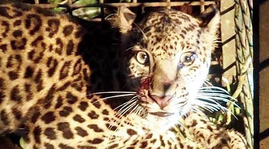 The forest officers and police had put the town on high alert on Thursday afternoon after the leopard’s escape. 