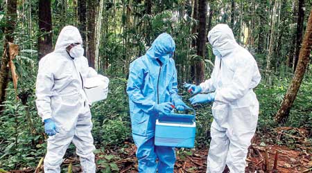 Forest and animal experts collect bat samples at Chathamangalam in Kerala’s Kozhikode on Monday.