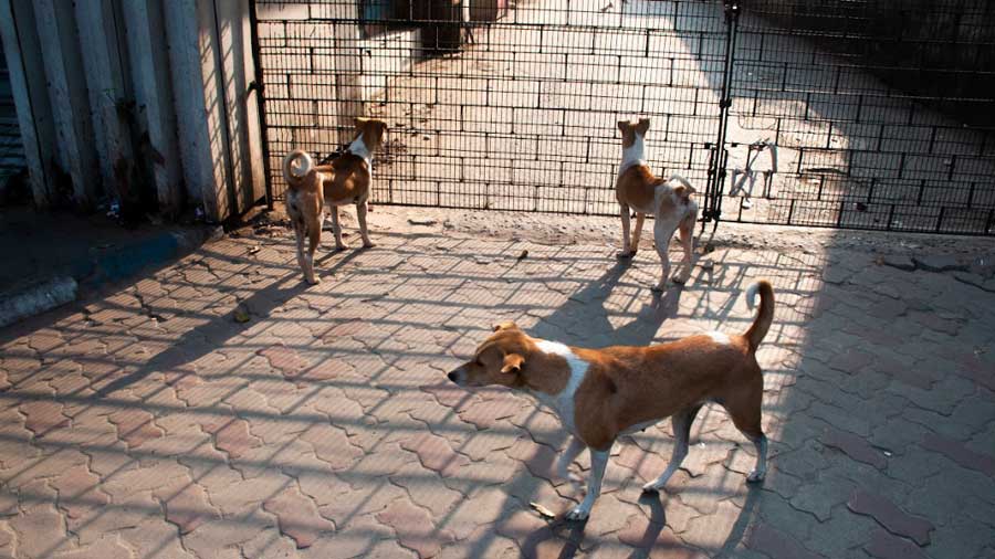 Stray Care - Animal lovers, rescue centres in town need you to do this -  Telegraph India