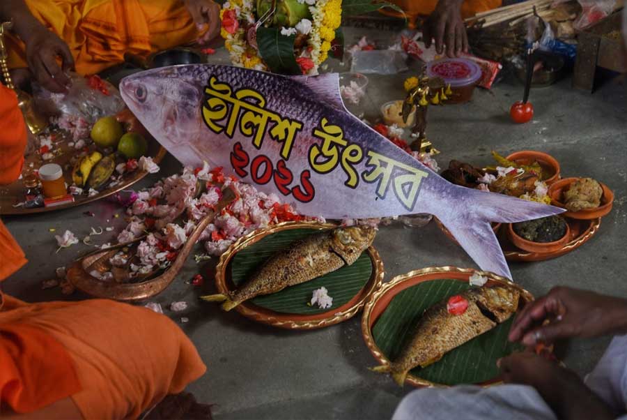 ILISH, KING OF FISH: A snapshot from an Ilish Utsav or hilsa festival held in Kankurgachi in north Kolkata on Monday, September 6 to celebrate Bengal's favourite fish. Paucity of the sought-after fish has hit Calcuttans, who have been shelling out as much as Rs 3,000 per kilo