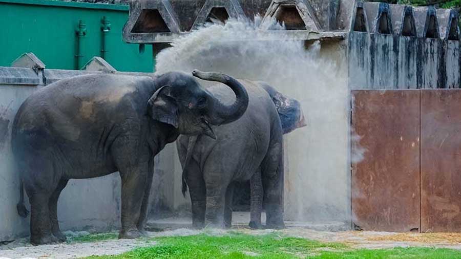 alipore-zoo-alipore-zoo-reopens-with-strict-covid-restrictions