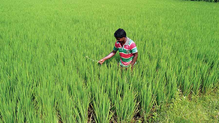 State to buy paddy from December 15