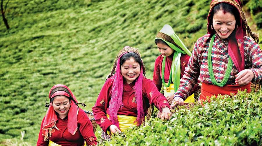 Bengal government advice on tea bonus impasse Bengal government advice on tea bonus impasse