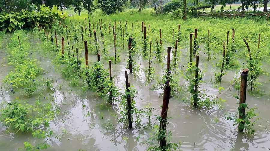 A flooded field in East Midnapore’s Kolaghat last week