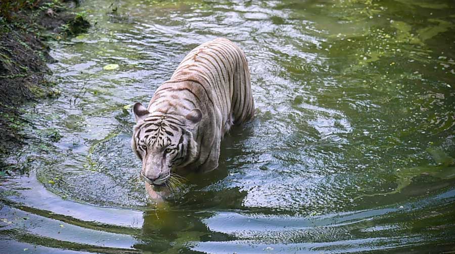 A white tiger seeks relief from the searing heat of the day at Alipore zoo on Friday