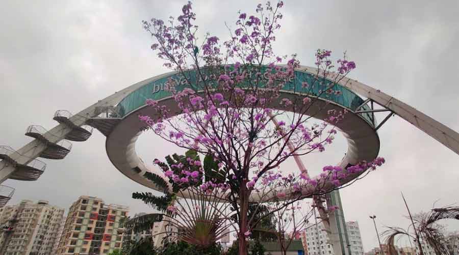 With spring turning to summer, the roads and walkways near New Town’s Biswa Bangla Gate have adorned a new hue – bubblegum pink. The blooming rosy trumpet trees planted in the area, which are sometimes called cherry blossoms because of their colour and similarity to the popular pink flower, are adding an uncommon shade to the surroundings and forcing people to stop and stare 