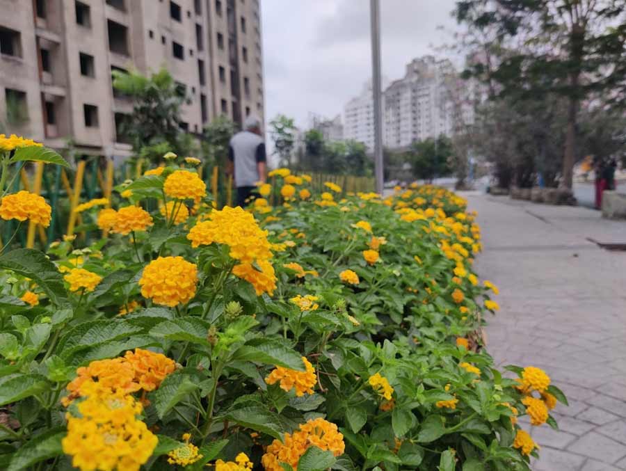 While pink is the dominant colour of the trees, the bushes near Biswa Bangla Gate are laden with vibrant marigolds