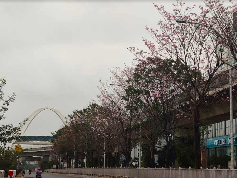 The road leading up to Biswa Bangla Gate, with rosy blooms pressed against the overcast sky