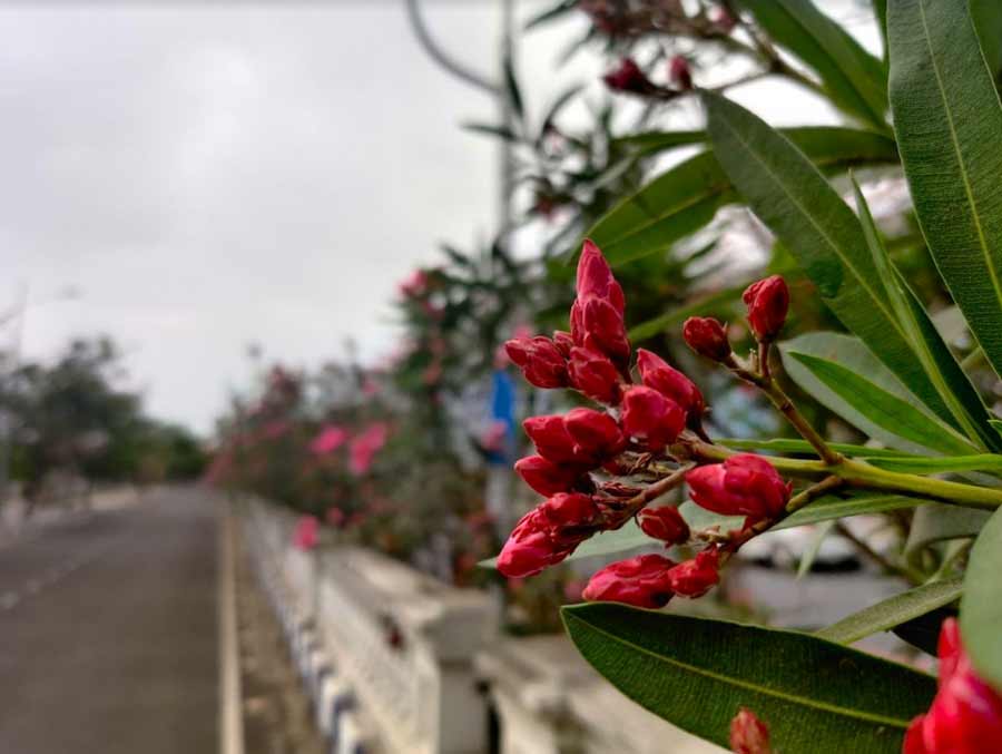 The buds seem to be even prettier than flowers, striking out with their bright red hue. Be prepared to hear murmurs of ‘ki shundor!’ while walking through these lanes