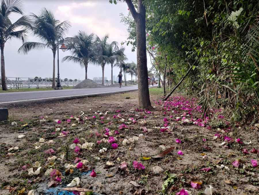 Inside Eco Park, the fallen petals make the ground prettier