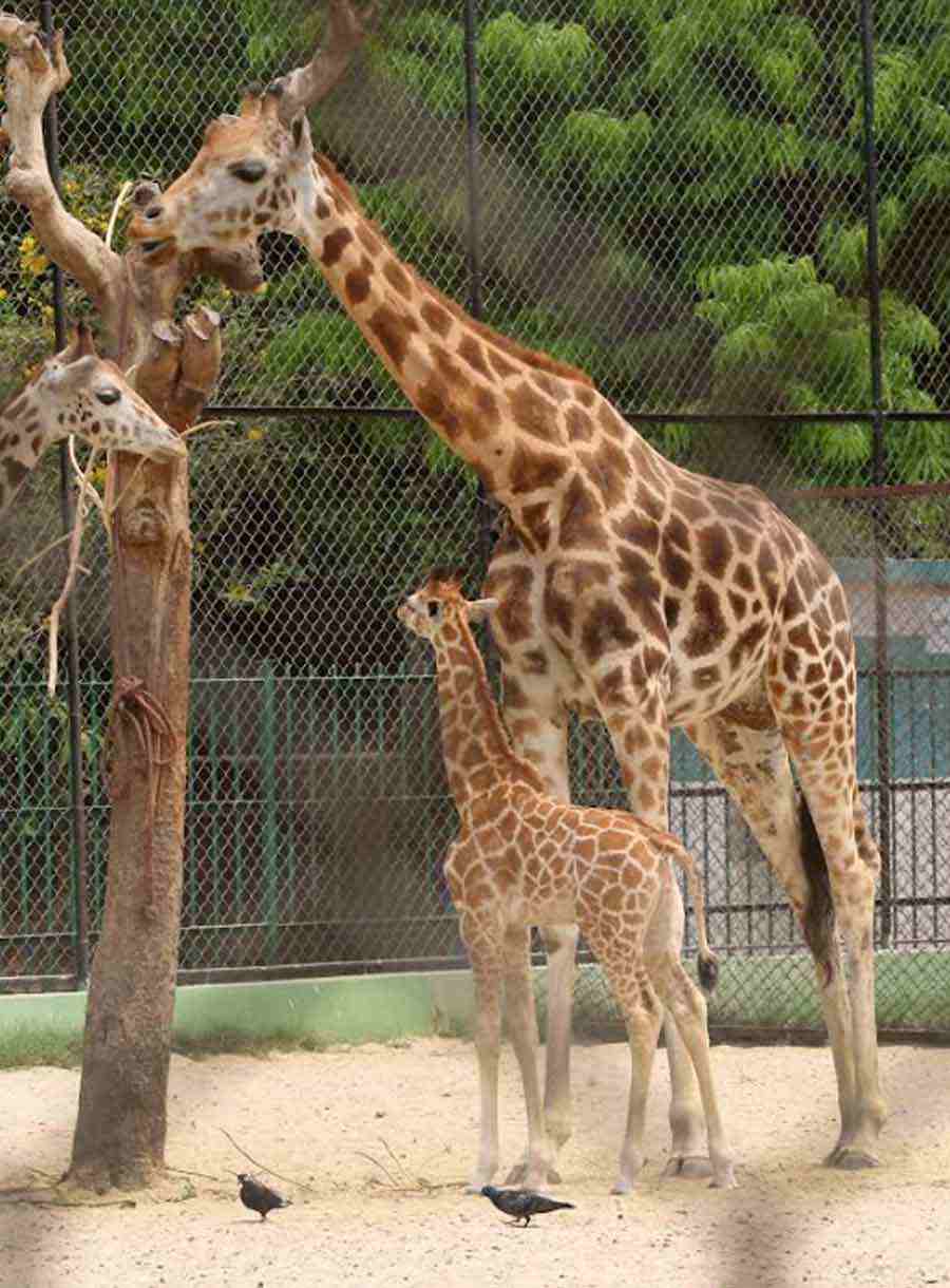 NEW MEMBER: A newborn giraffe calf at Alipore zoo on Friday, April 1. The male baby, born in the zoo on March 20, has taken the tower count to 12