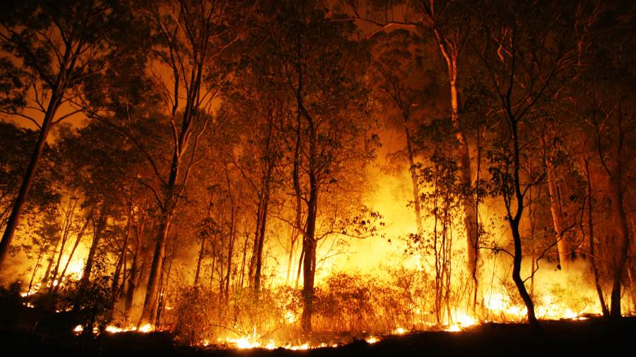 2nd fire breaks out in Sariska Tiger Reserve