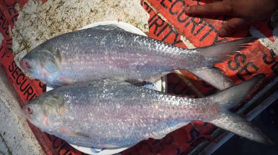 A ‘jora ilish’ at the market 